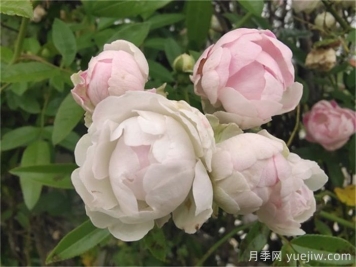 月季花长虫子可以撒石灰吗？