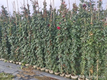 爬藤月季最佳保留到多高？