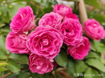 优秀粉色藤本月季大推荐