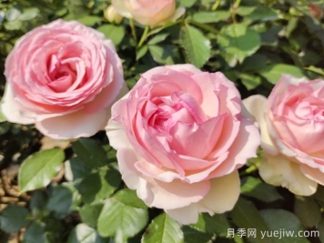 龙沙宝石月季一年能开几次花？