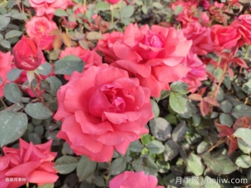 新乡原阳：小城街头，月季绽放