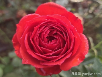 经典中国红！20种红色月季推荐