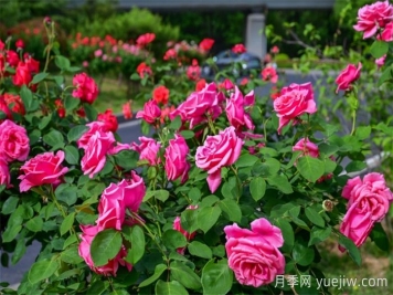 洛阳：月季花开香满城，打卡地点送给你