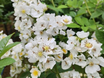 月季、玫瑰与蔷薇，究竟谁是源头？