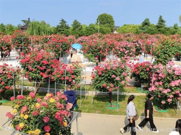 南阳月季：月季芬芳绘就文旅融合新画卷
