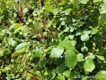 月季花苞期养护办法