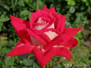 春季月季移栽，一定要检查根部预防根腐病