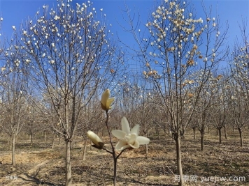 白玉兰的生理疗效和心灵疗效