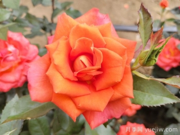 月季花种子怎么种才能苗出的快？