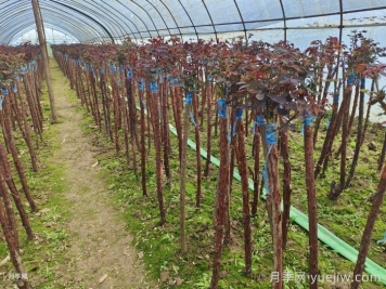 嫁接树状月季为什么用山木香？