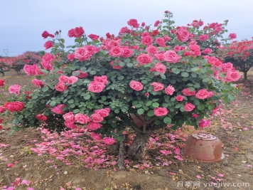 月季花怎么养最好?