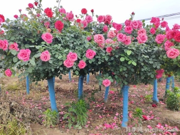 月季花越长越差的原因分析