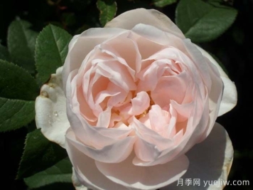 贡索利盖塔诺月季