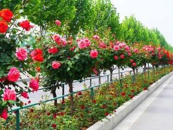 南阳月季市花文化和月季景观