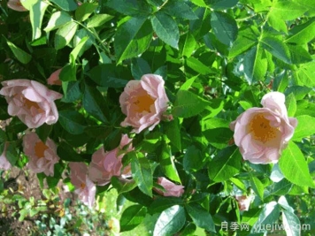 汉斯维斯特月季