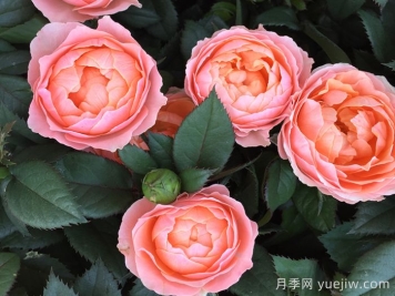 最齐全的适合阳台养的月季品种系列