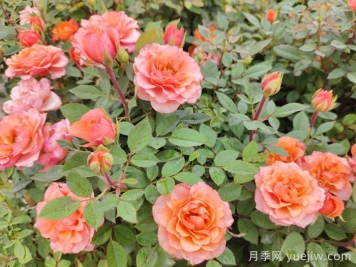 月季花品种到底有多少？