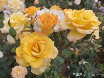 月季花品种会随着时间发展而减少吗？