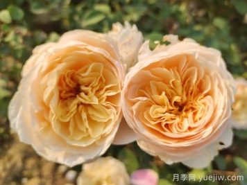 朱丽叶月季适合作为切花吗？