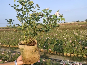 ​月季为什么掉叶子？