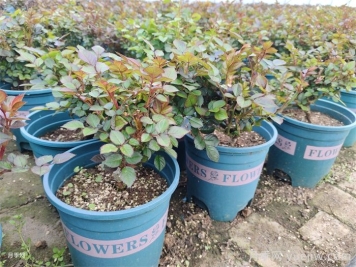 春天月季怎么养殖？