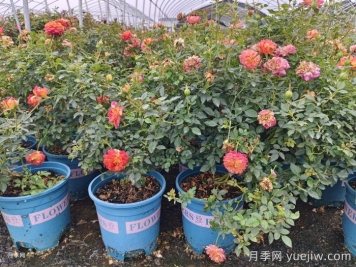 月季花白粉病如何防治？