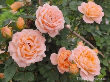 怎样使盆栽月季交替开花？通过花期调控