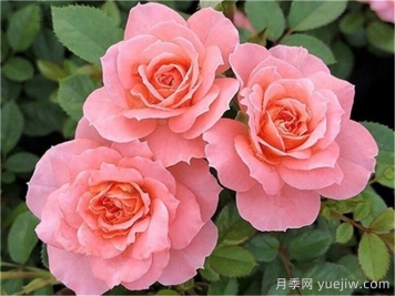 三文鱼月季和珊瑚果冻月季的区别？