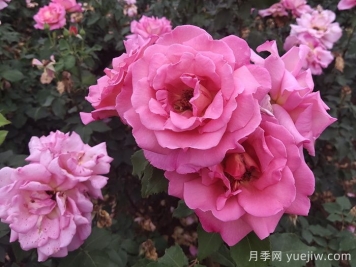 月季多开花的养护要点