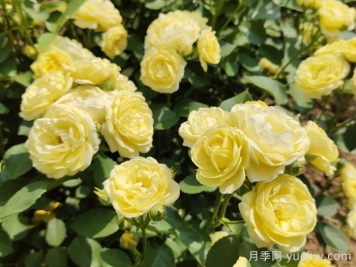 给月季花浇水时要避免浇到哪些部位？