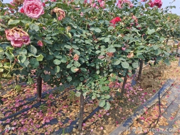 月季叶子干枯是什么原因？