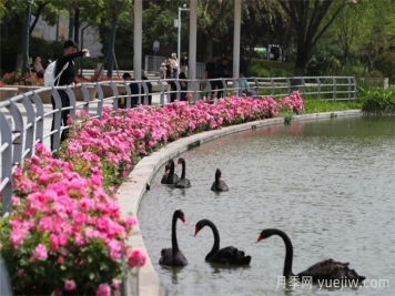 襄阳月季：一起去看满城月季花开