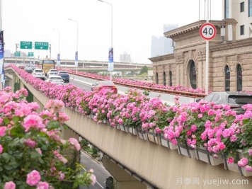 上海月季：申城月季全城开，赏月季地图指南