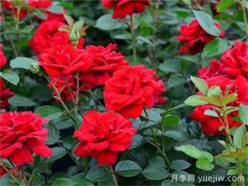 月季介绍之青梅之爱