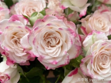 月季介绍之折射泡泡