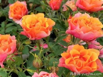 月季介绍之比基尼