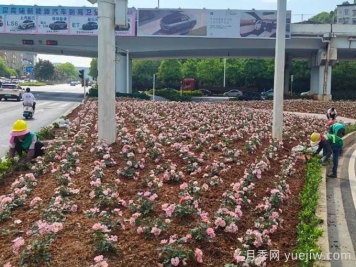 郴州月季：郴州增植月季，月季绽放惊艳花海