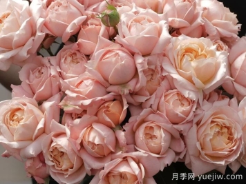 月季介绍之朱丽叶塔