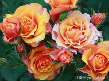 月季介绍之永远的艾帕索