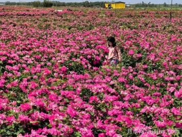 月季园：西安西咸新区云间花境