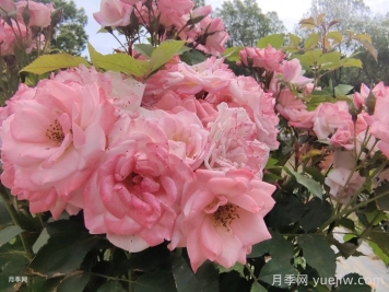 月季花后需要修剪吗？不剪可以吗？