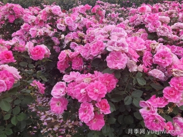 定州月季市花文化和月季景观