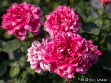 天狼月季早期自育优秀月季品种