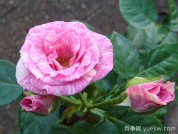 闪光丽迪雅月季