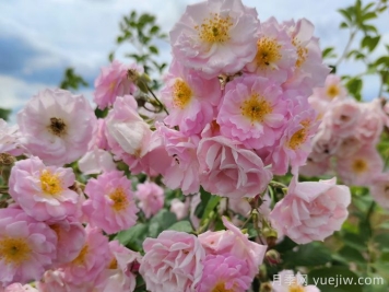 宿迁宿豫：满强蔷薇花簇簇，浪漫的打卡花海