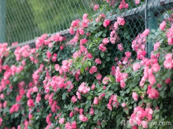 浙师大蔷薇花开成瀑，安吉拉美翻了校园