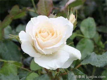 雪绒花月季/雪线月季