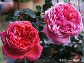 保罗克利月季的优缺点是什么？