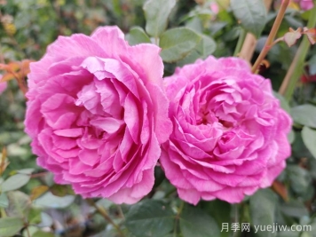 罗衣月季的优缺点是什么？