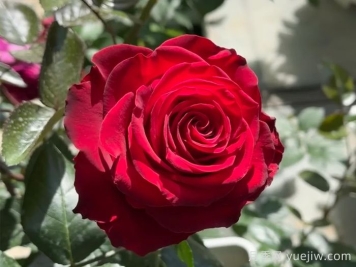 罗德斯月季介绍和优缺点